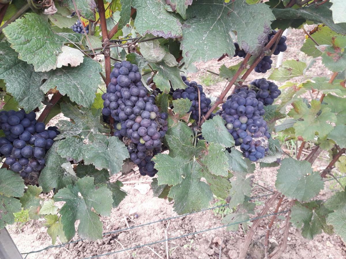 Flor'Ever En Champagne Fleury-la-Riviere Zewnętrze zdjęcie